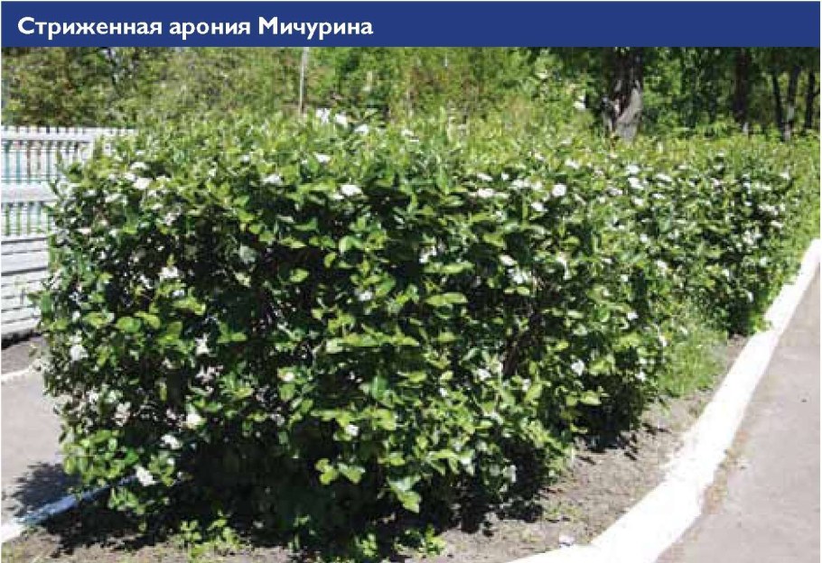 Черноплодная рябина Живая изгородь