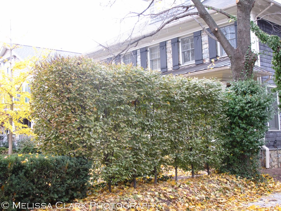 Арония черноплодная кустарник изгородь