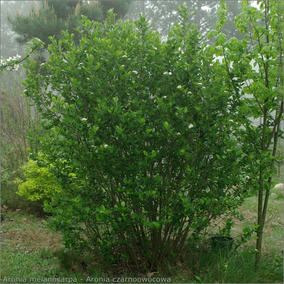 Черноплодная рябина кустарник