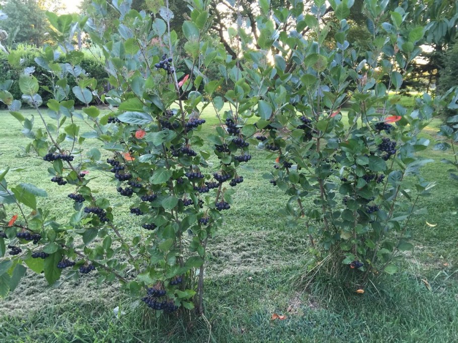 Арония черноплодная «Викинг»