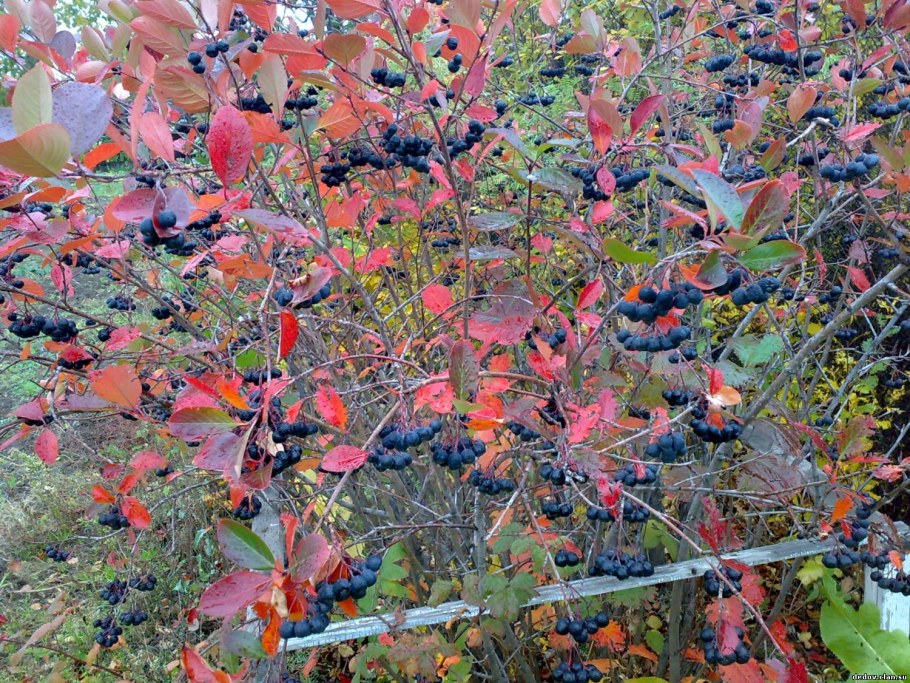 Арония черноплодная изгородь