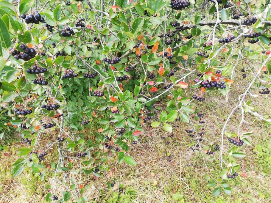 Арония Мичурина изгородь