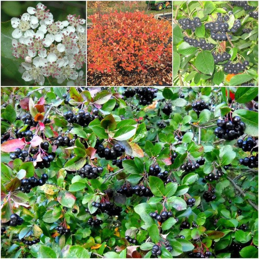 Черноплодная рябина кустарник