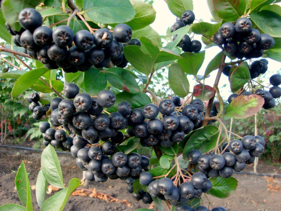 Арония рябина черноплодная куст