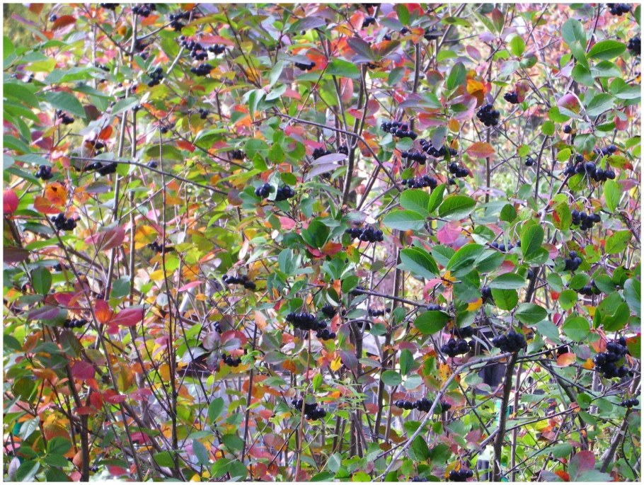 Черноплодка арония