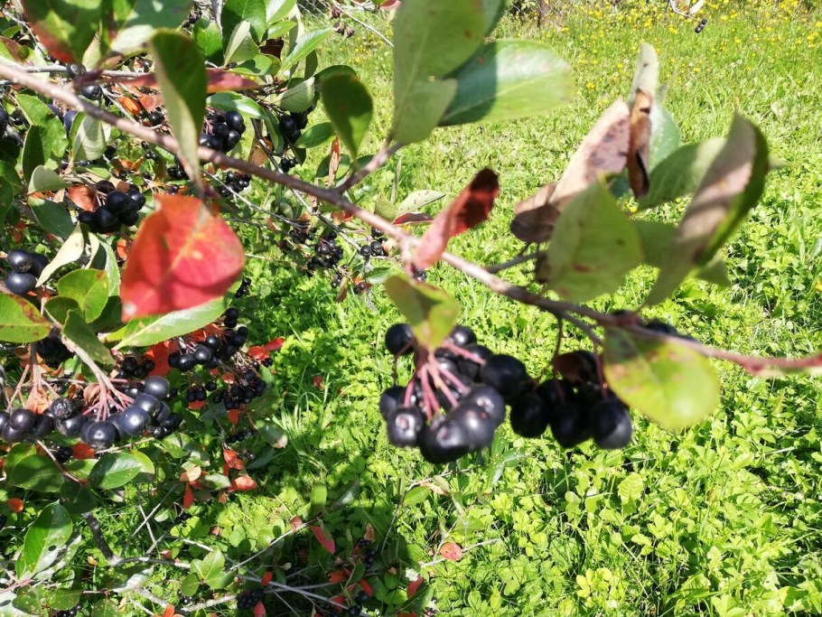 Ирга и черноплодная рябина