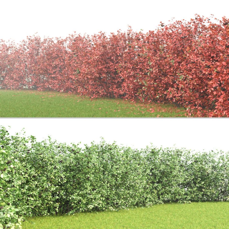 Клен Гиннала изгородь