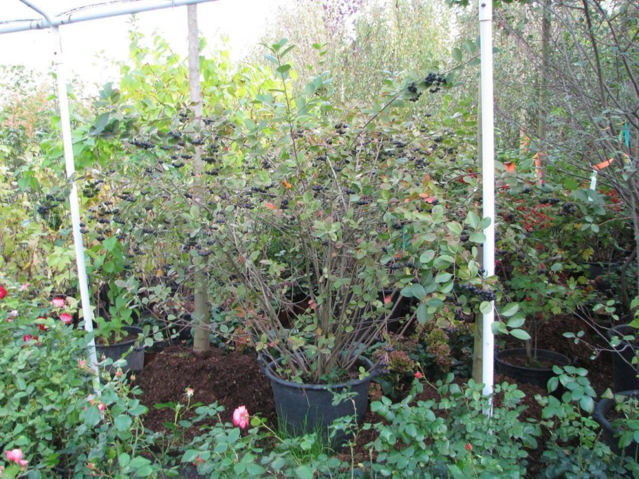 Черноплодная рябина саженцы