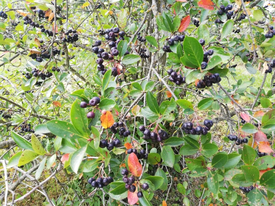 Черноплодная рябина арония