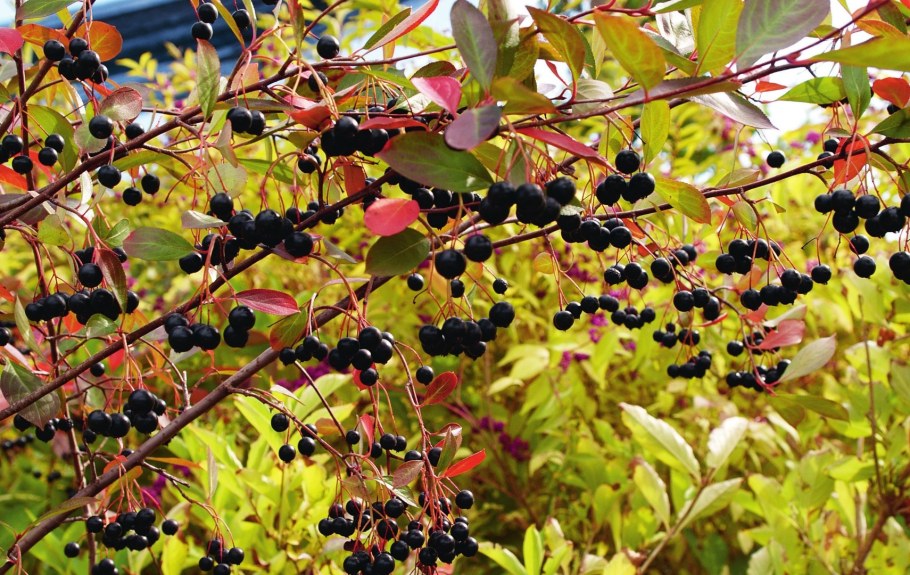 Арония черноплодная (Aronia melanocarpa)