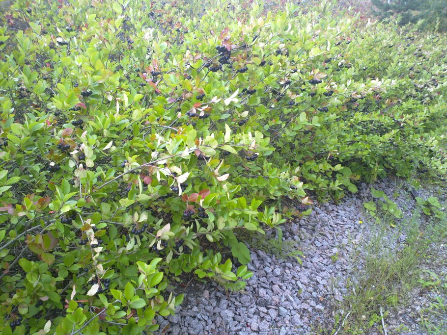 Арония рябина черноплодная куст