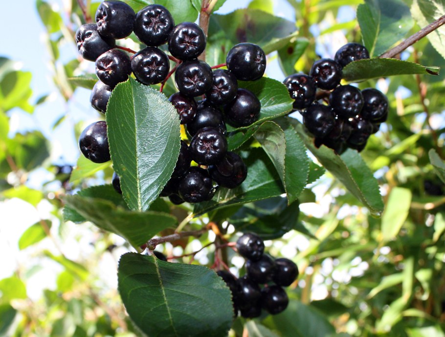 Арония черноплодная «Хугин»