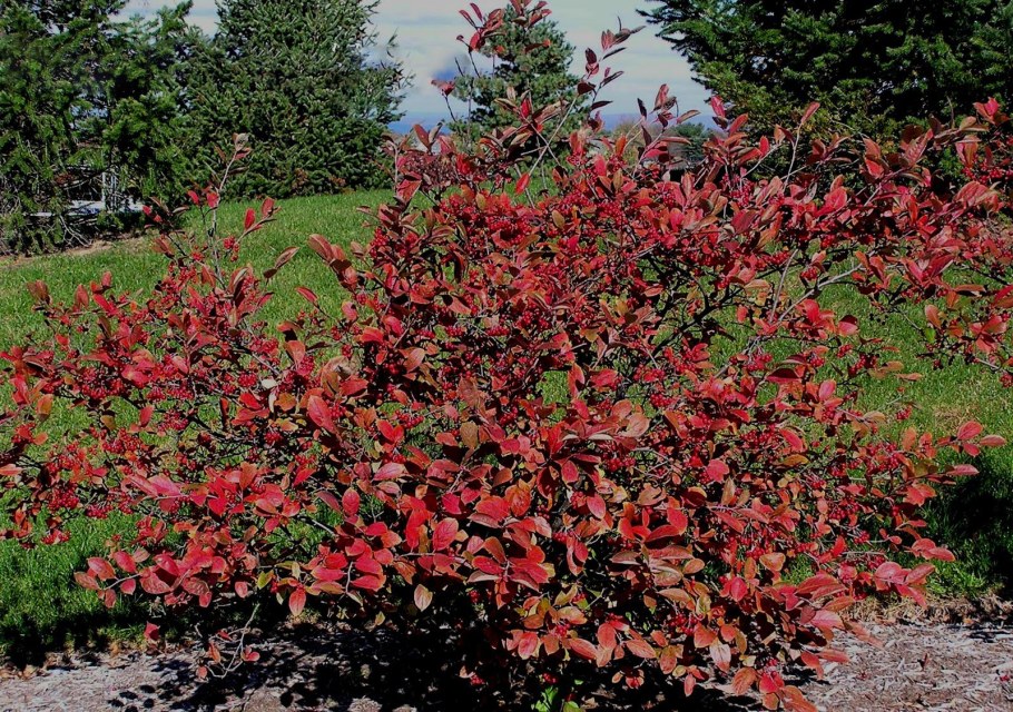 Арония арбутолистная бриллиант