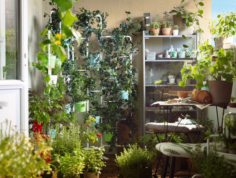 Растения в квартире