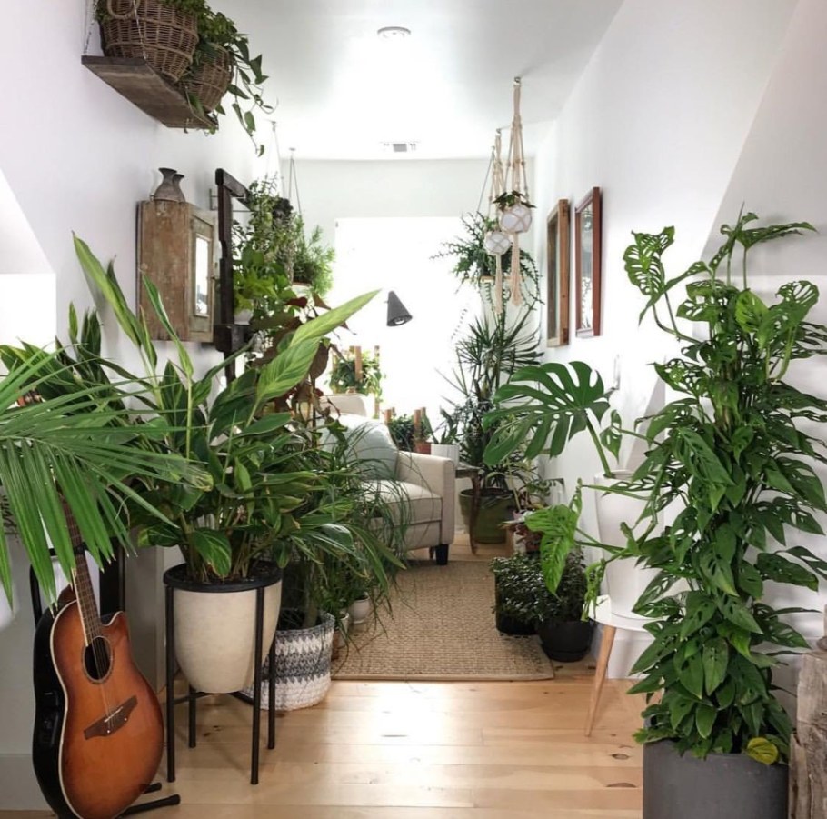 Комната с растениями