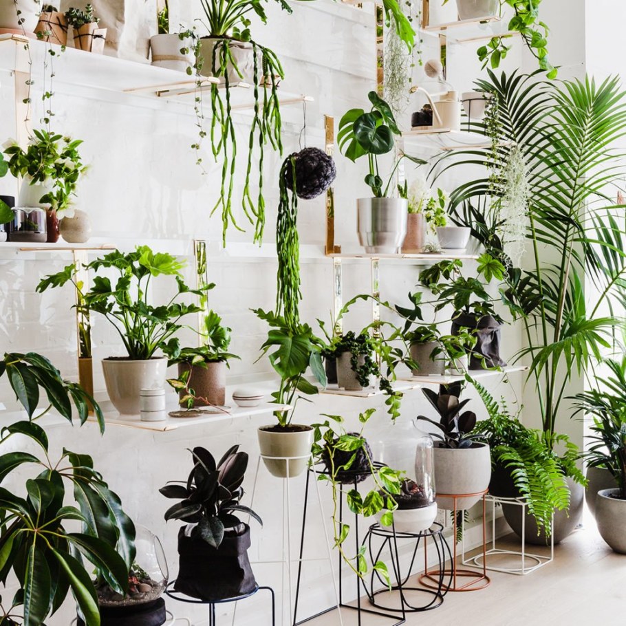 Комнатные цветы в Интер