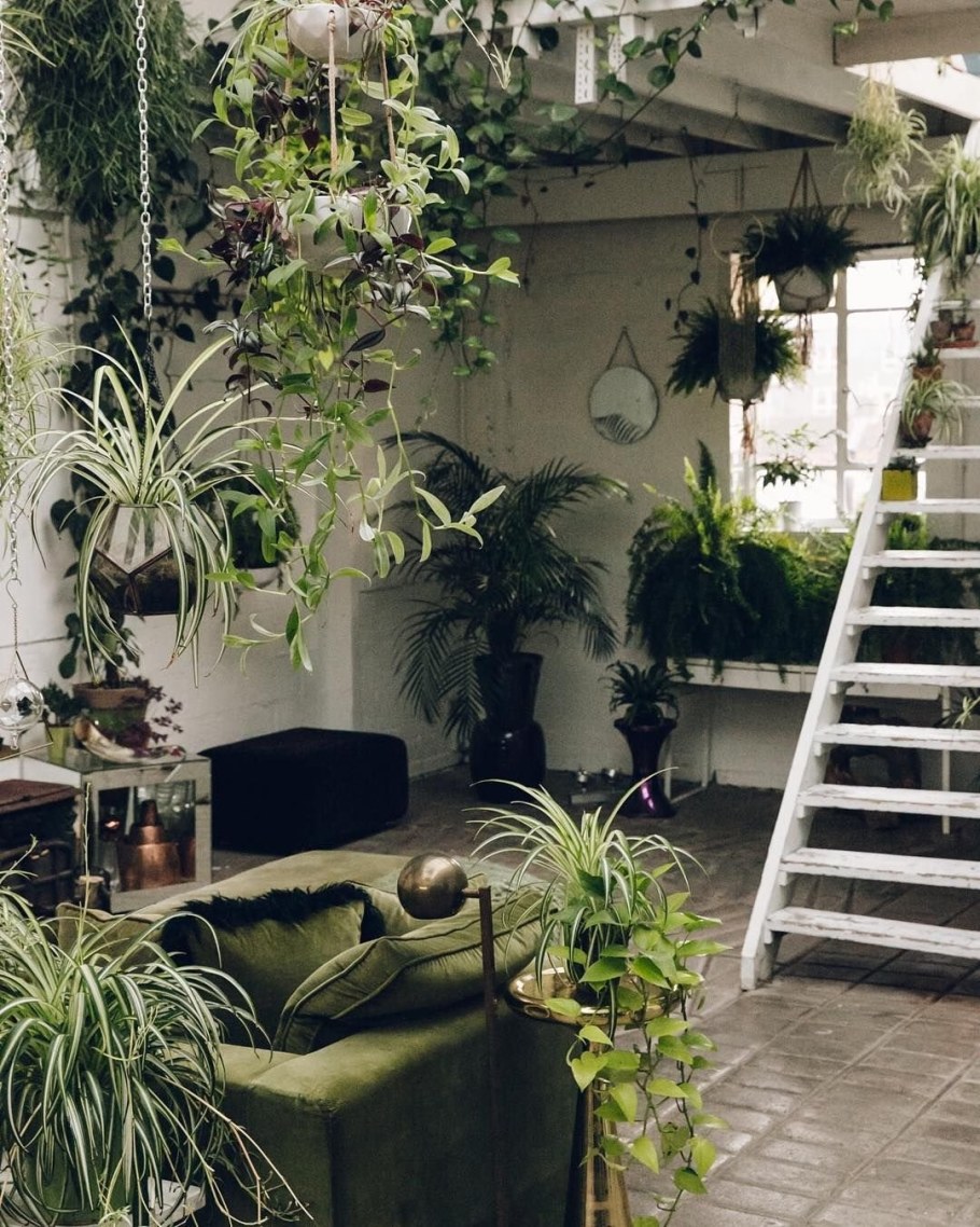 Комната с растениями