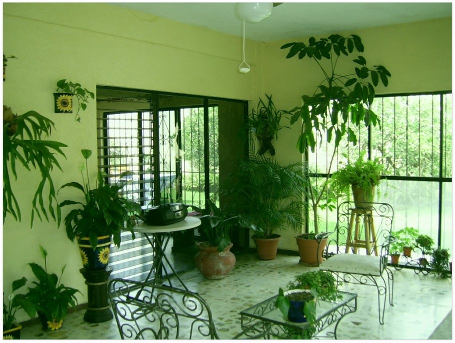 Комнатные цветы в интерьере