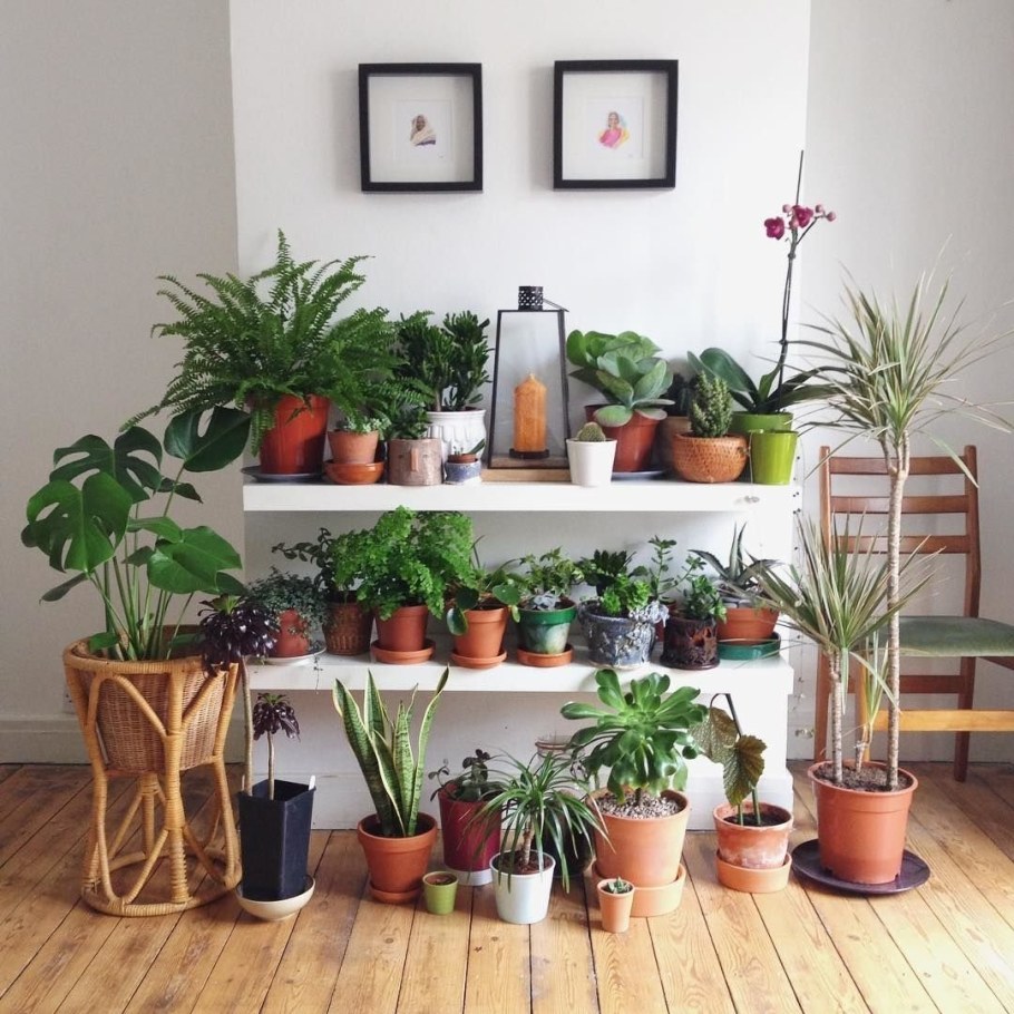 Растения в квартире
