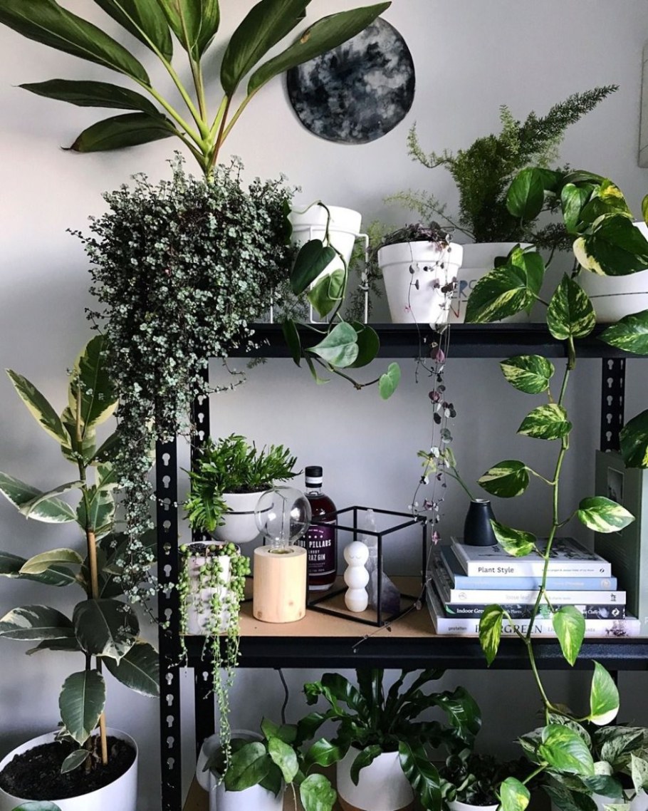 Хлорофитум вертикальное Озеленение