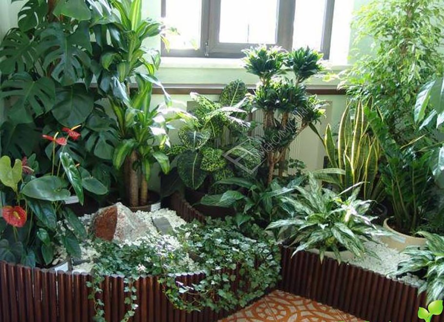 Комнатный садик в интерьере