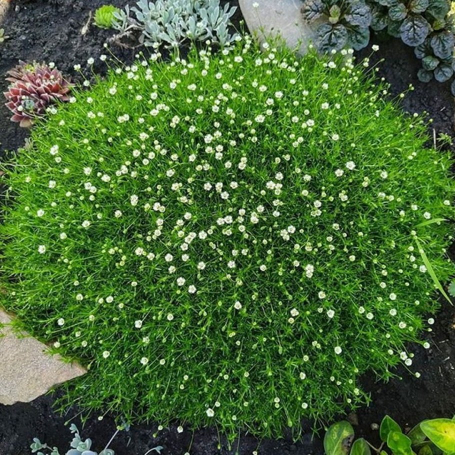 Мшанка шиловидная (s. subulata)