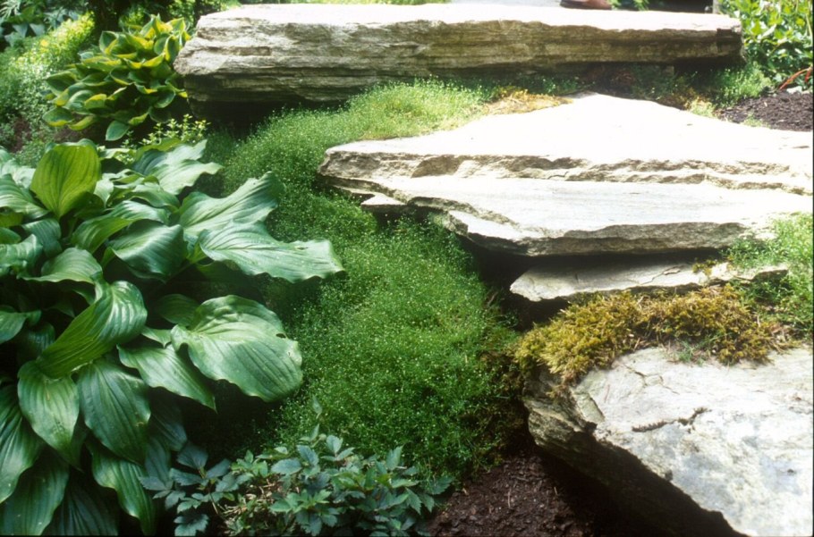 Мшанка шиловидная Ауреа (лайм Мосс)