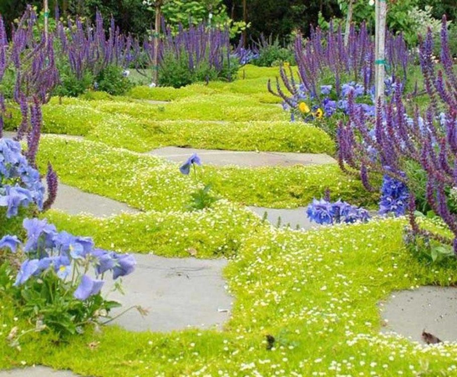 Мшанка Ауреа