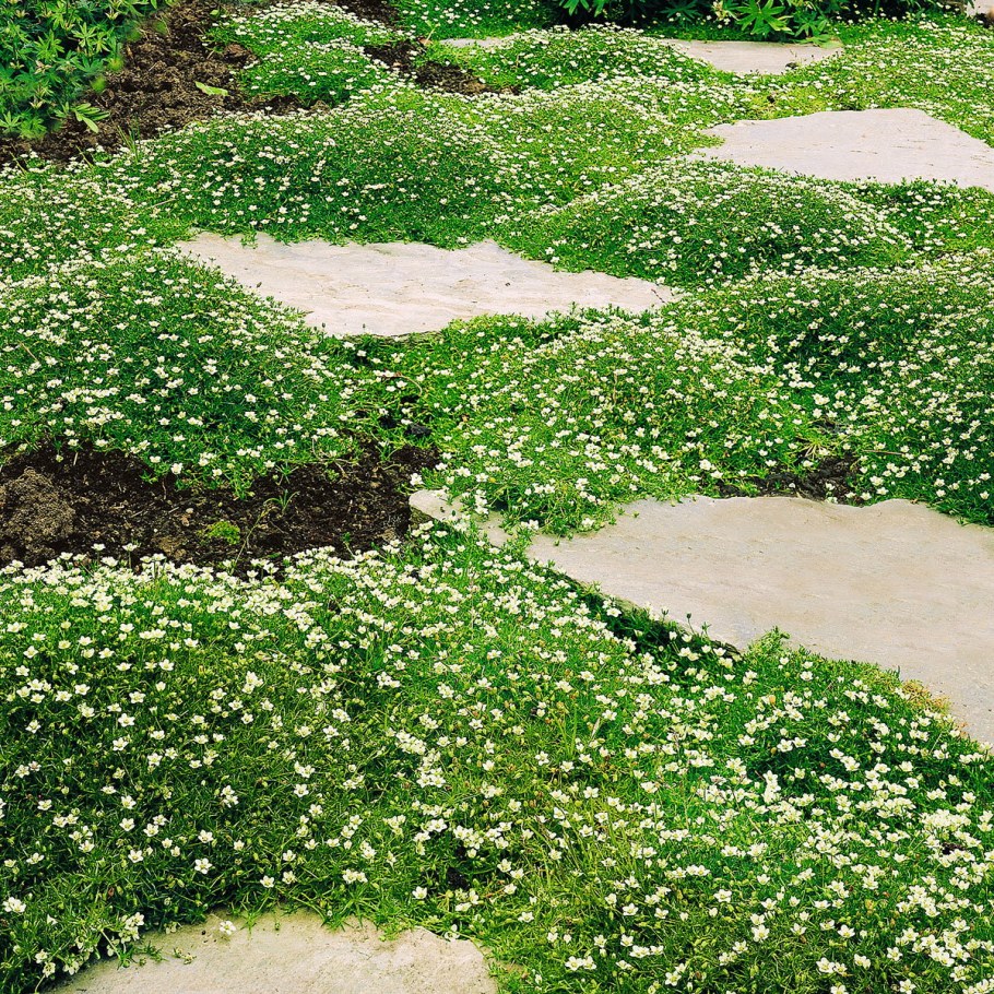 Мшанка Green Moss