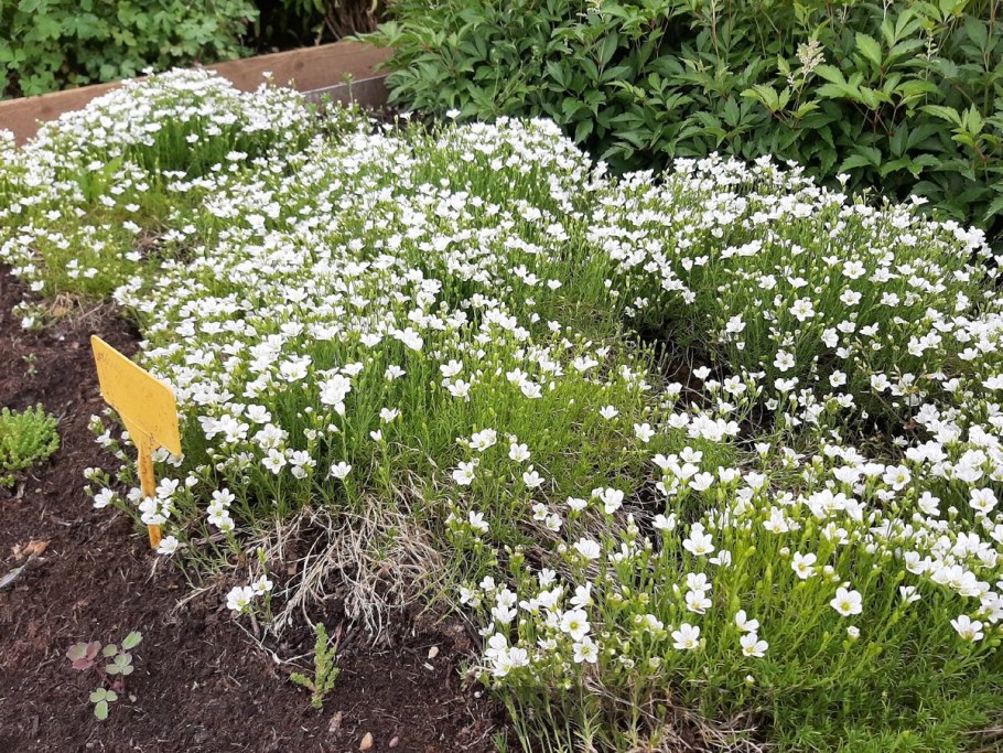 Гипсофила ползучая Альба