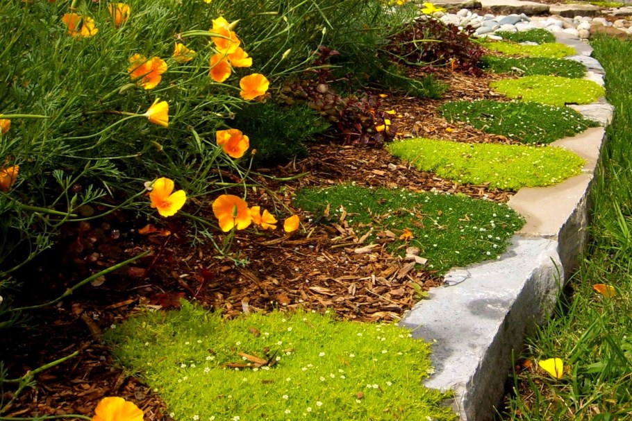 Мшанка шиловидная на дорожках