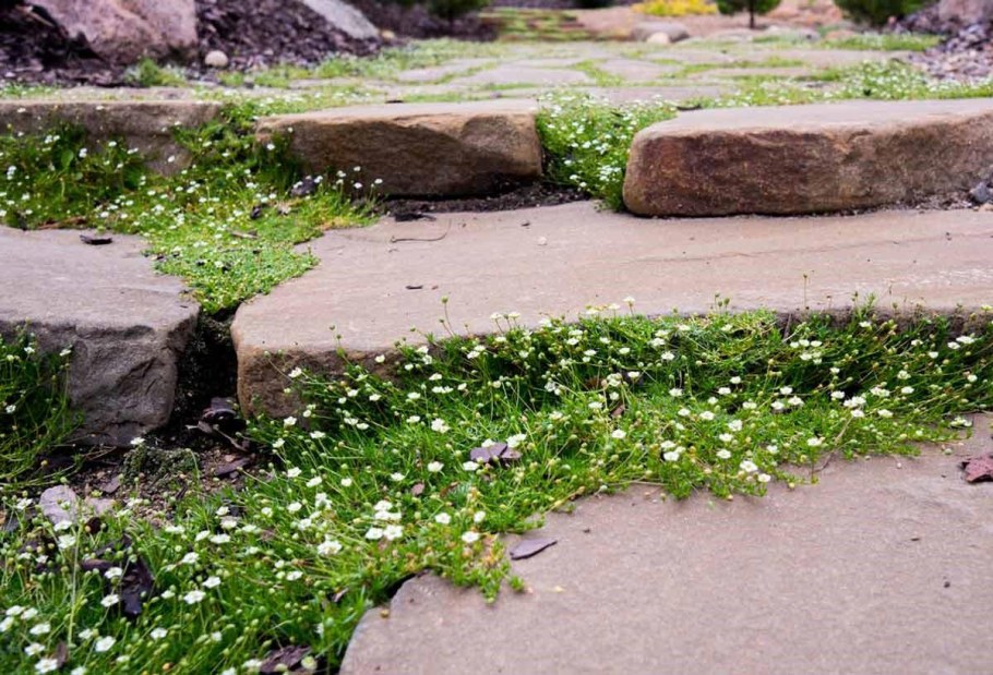 Мшанка шиловидная sagina subulata