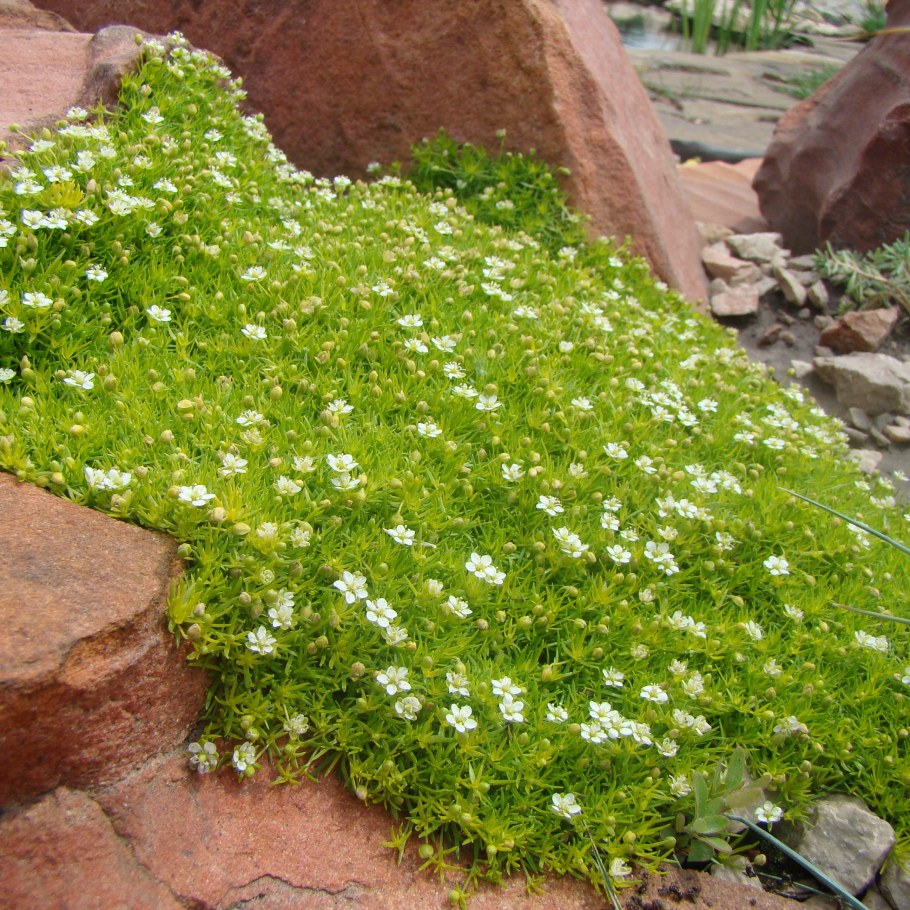 Мшанка Грин Мосс