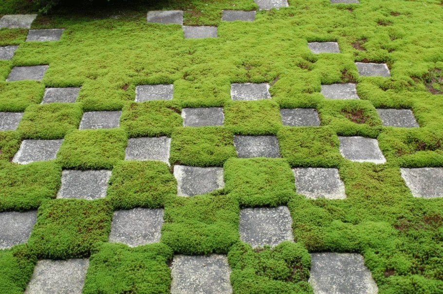 Мшанка шиловидная