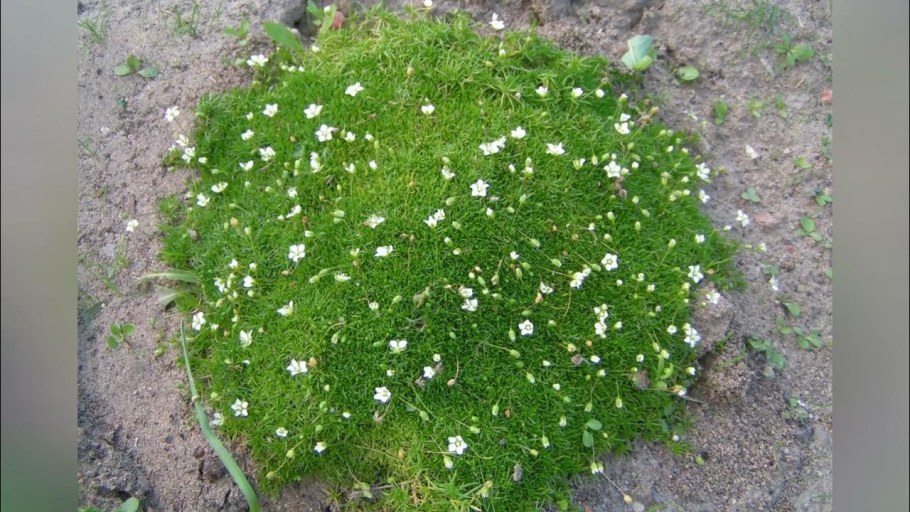 Мшанка шиловидная Ауреа (лайм Мосс)