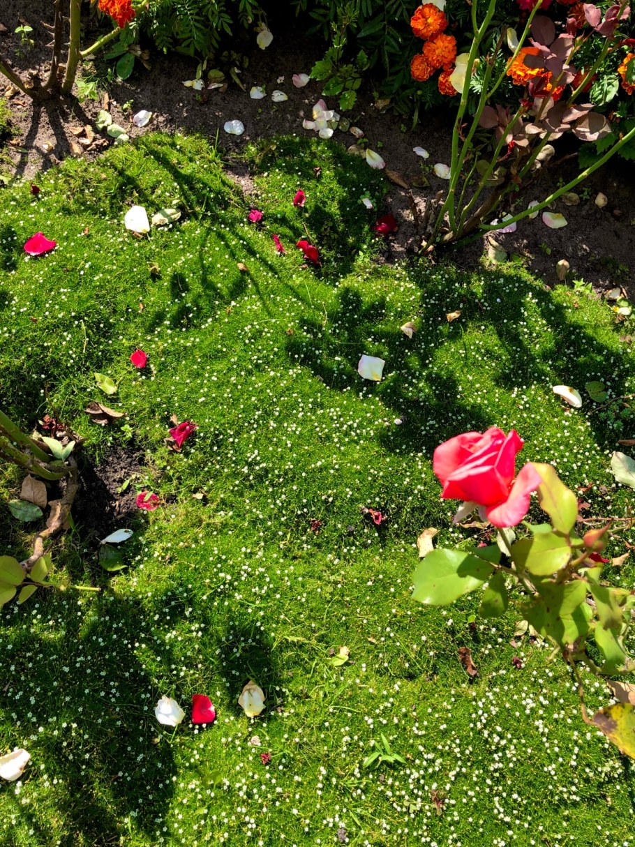 Мшанка ирландский мох клумба