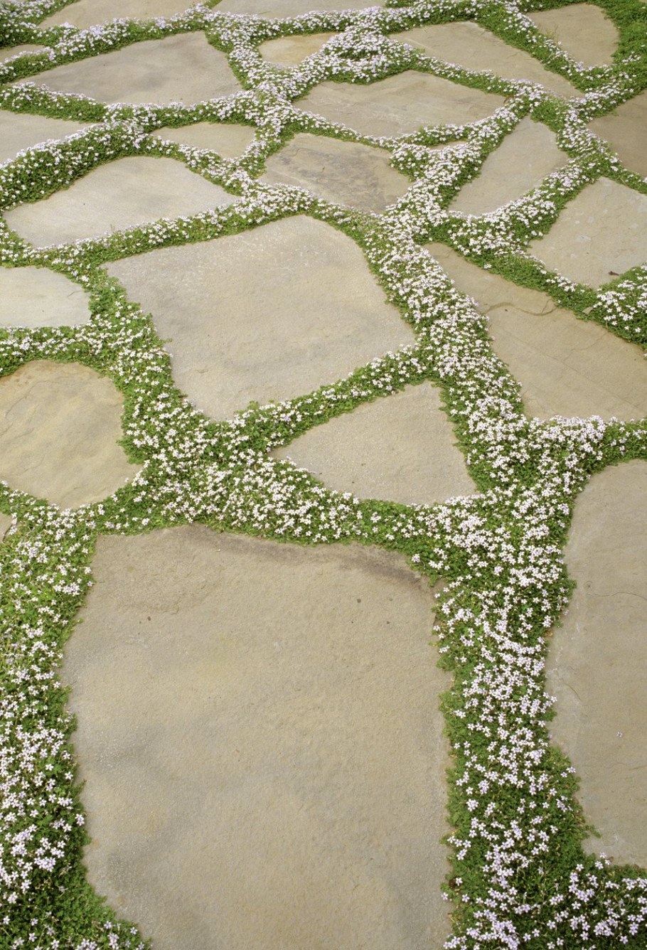 Мшанка шиловидная на дорожках