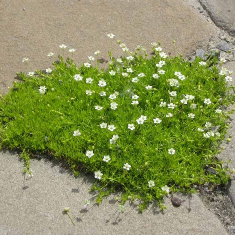 Мшанка шиловидная sagina subulata