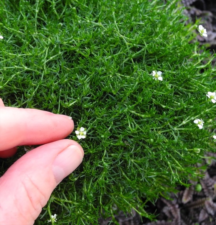 Сагина шиловидная Мшанка