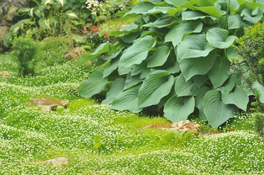 Мшанка ирландский мох