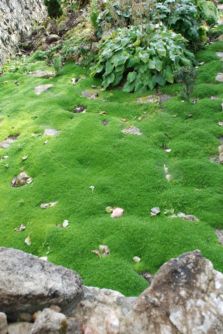 Мшанка шиловидная Грин Мосс