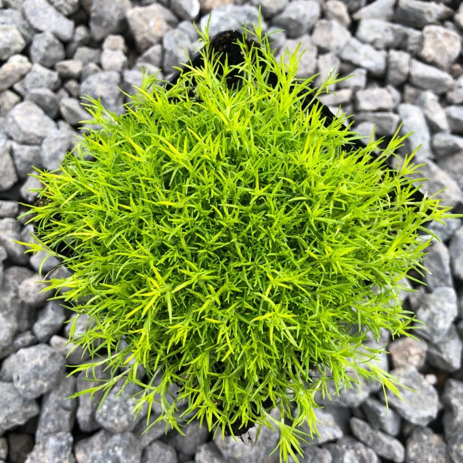 Мшанка шиловидная sagina subulata