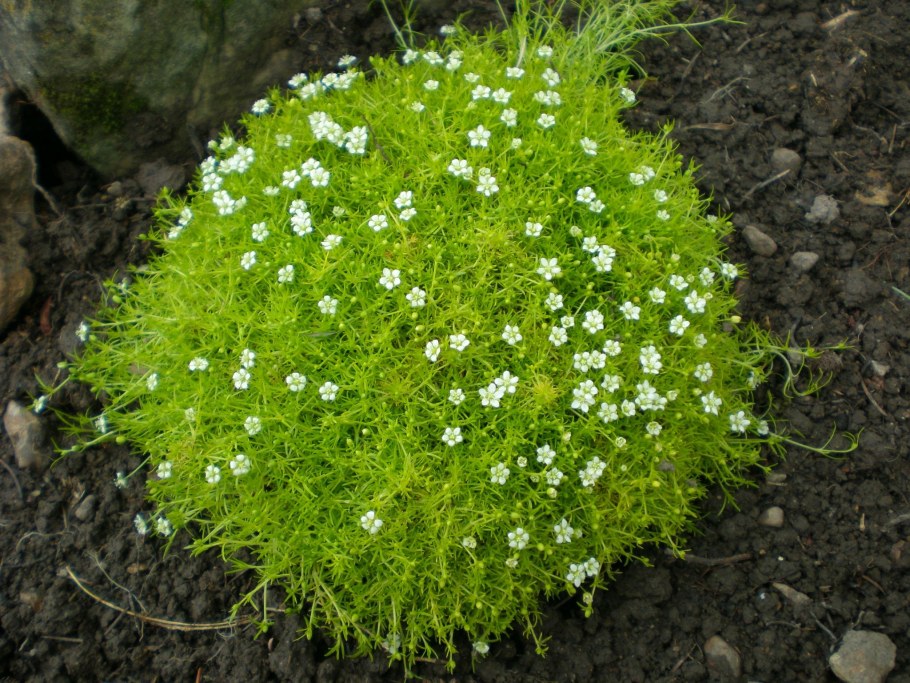 Мшанка шиловидная ирландский мох