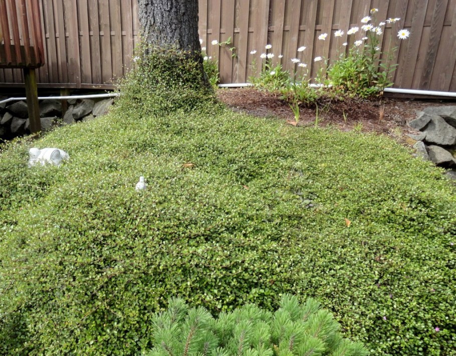 Мшанка шиловидная sagina subulata