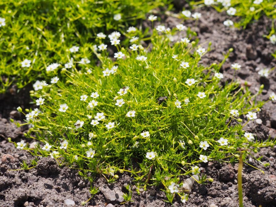 Мшанка шиловидная Ауреа (лайм Мосс) (р9)