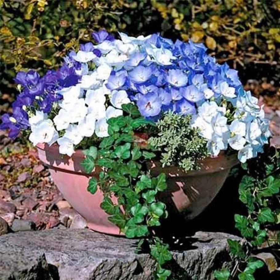 Колокольчик Карпатский Перл дип Блю