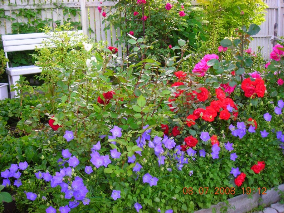 Платикодон Розе