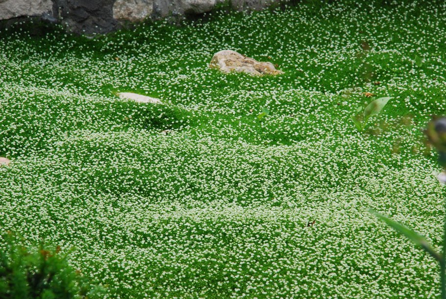 Сагина шиловидная Мшанка