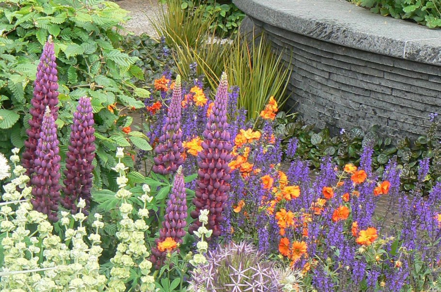 Клумба дельфиниум Люпин Мальва