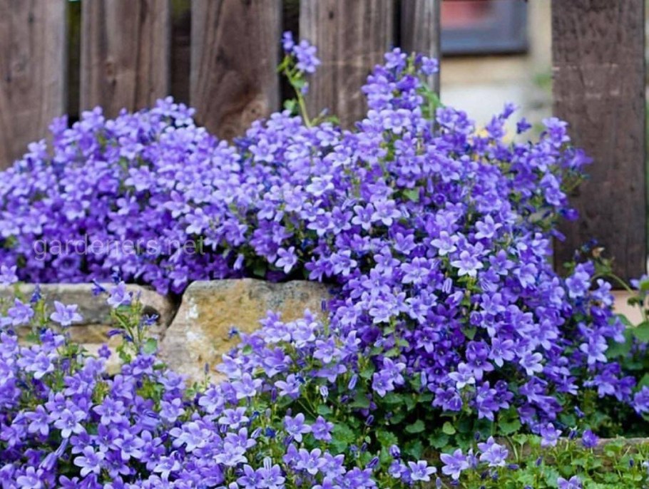 Колокольчик Кампанула многолетний
